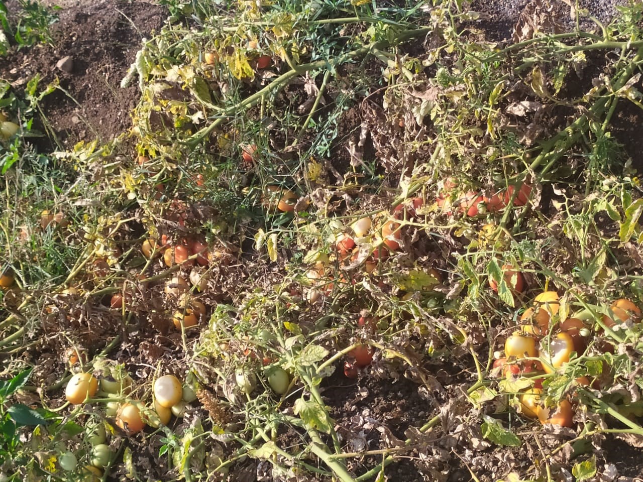 A crop of unharvested tomatoes