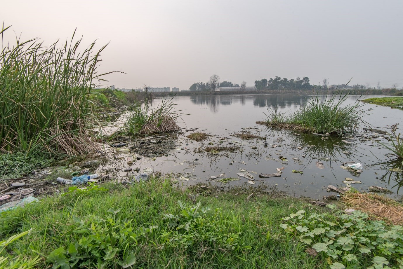 Contaminated pond at village Malakpur in Punjab (Photo by: Paramvir Singh Bhogal)