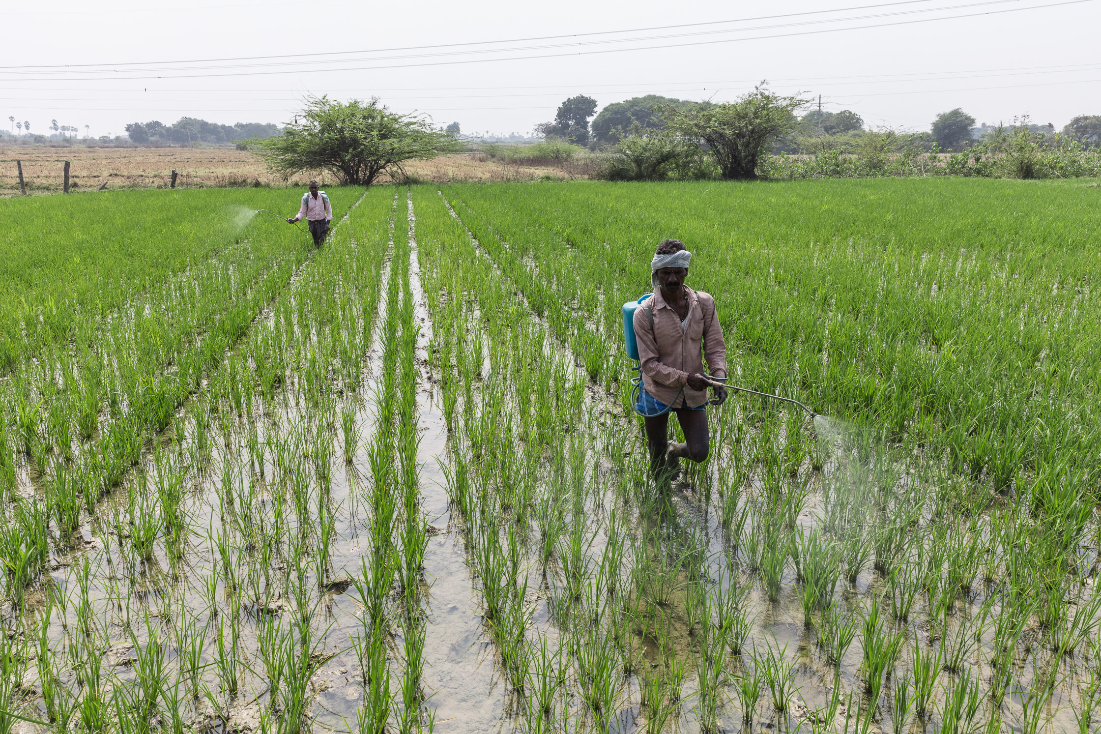 A farmer sprays his paddy field in Telangana