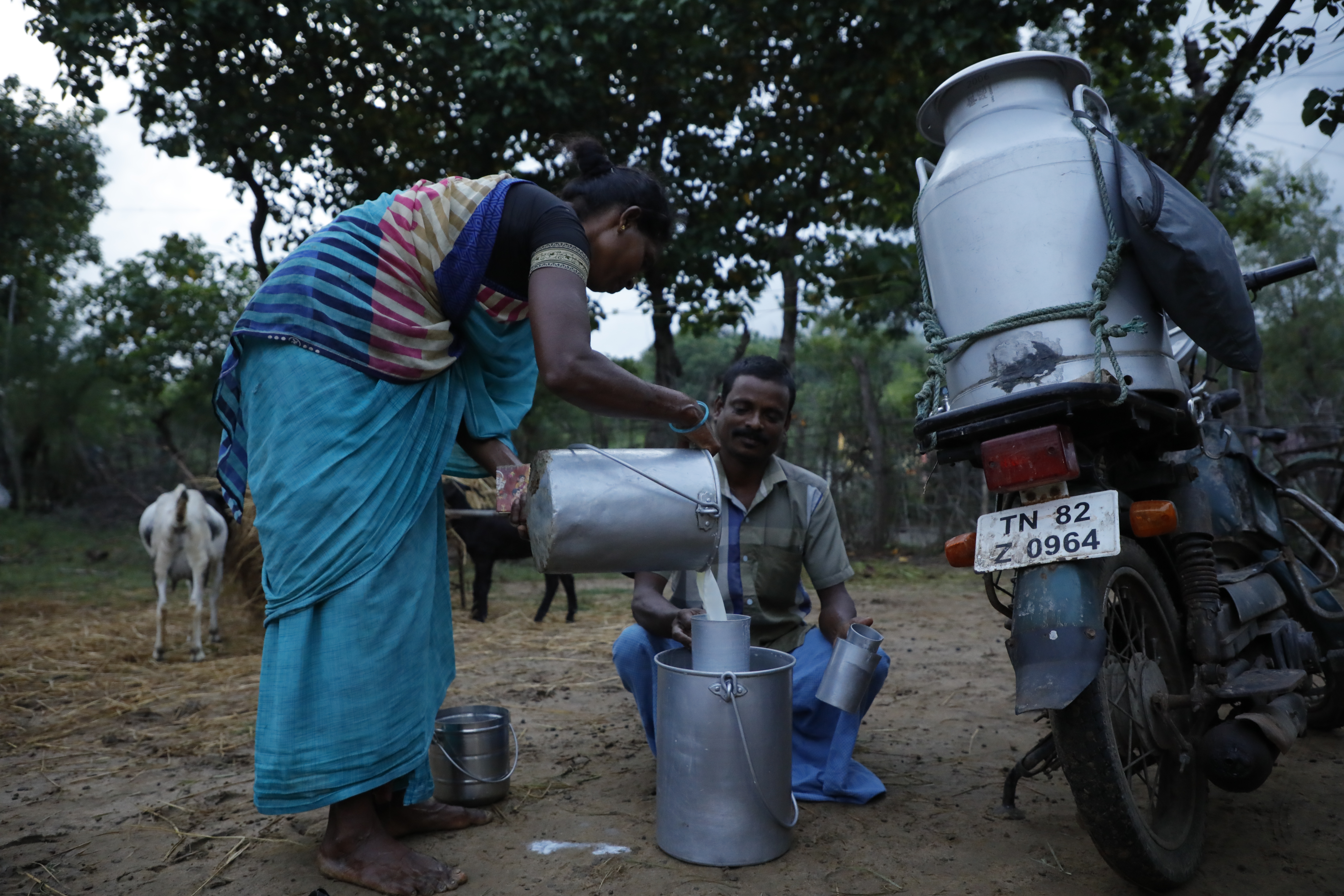 A woman sells milk to a vendor in Tamil Nadu, photo credit to MSSRF